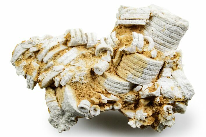 Mississippian Fossil Crinoid Stem Cluster - Kentucky #358649
